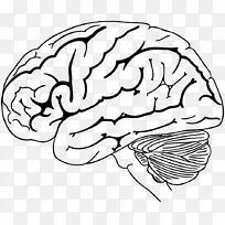 人脑着色书解剖-大脑卡通
