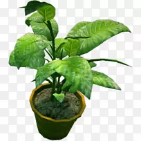 室内植物花盆树-中药材