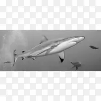 鲨鱼海洋软体动物-鱼群