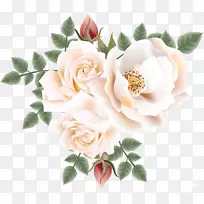 花园玫瑰，蜈蚣玫瑰，花卉剪贴画-美丽的玫瑰