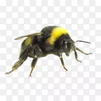 大黄蜂经济昆虫木匠蜜蜂-昆虫