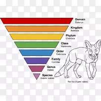 红狐分类学.分类