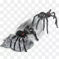 跳蜘蛛动画Youtube-webbed