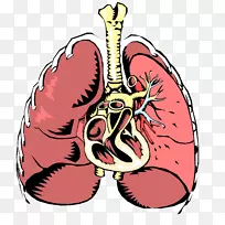 呼吸系统疾病呼吸系统呼吸道呼吸