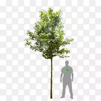 乔木Acer campestre‘Elsrijk’Acer campestre‘嘉年华’木本植物梧桐树，枫花和植物