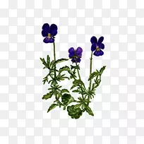 植物三色堇草紫植物疗法三色