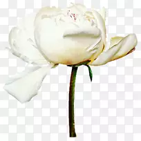 牡丹花植物-白牡丹皮