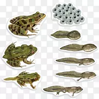 青蛙蝴蝶生物生命周期生物两栖蝌蚪