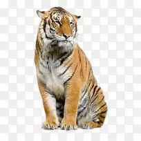 猫科狮子苏门答腊虎夹艺术-动物画笔