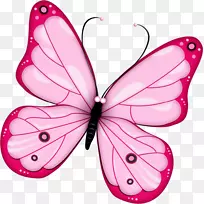蝴蝶昆虫-颜色和颜色