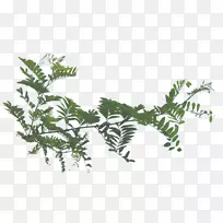 杉木叶植物茎-叶装饰