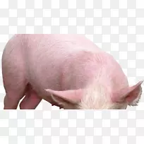 银河猪越南花盆猪