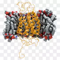CCR 5细胞膜突变受体HIV