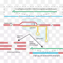 CRISPR非同源端连接同源定向修复ca 9转录激活子样效应核酸酶免疫