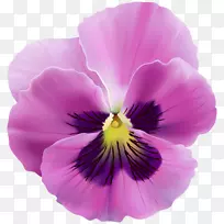 潘西皇室-免费剪贴画-紫罗兰花
