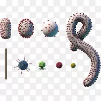 埃博拉病毒病微生物EBOV细菌-多个肿瘤病毒细胞体
