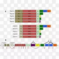 tp 63基因选择性剪接RNA剪接蛋白变异体