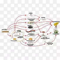 食物链蚯蚓土壤微生物细菌