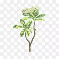 植物茎、叶、花、草、枝-切枝
