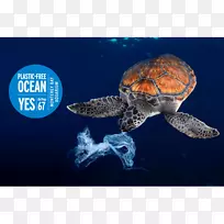 胶袋海龟水母-禁止停车