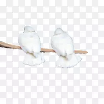 羽毛喙材料-白鹦鹉