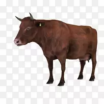 牛犊红安格斯乳牛安格斯牛-人民救援
