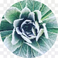 医学、进化中草药、保健、医药药物-药材简编
