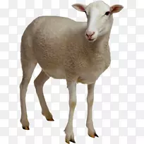 绵羊数码影像剪辑艺术-羊场