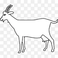 山羊羚羊角人体解剖羊-白山羊