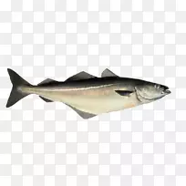 波洛克鳕鱼-大西洋鳕鱼鱼群