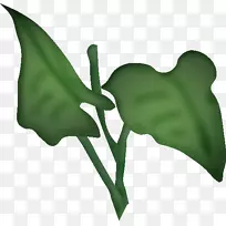 进口花卉