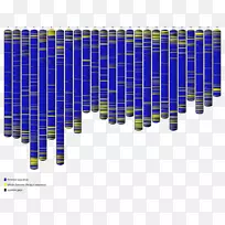 斑马鱼全基因组测序核酸序列基因组计划-9