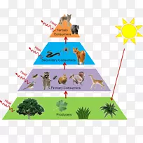 营养级食物链生态金字塔生态-森林
