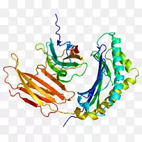 催乳素诱导蛋白α-乳清蛋白酪蛋白诱导