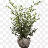 花盆木通桂花灌木常绿中桂花