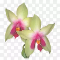 动画博客Spathoglottis桌面壁纸飞蛾兰花-兰花装饰