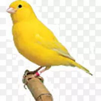 家养金丝雀群岛鸟黄色金丝雀鸟