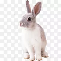 兔子-复活节兔子-散开兔子