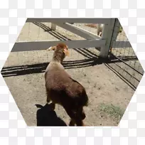 山羊狗繁殖动物-羊驼特写