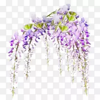 多斯桑托斯玛丽花藤园紫藤花