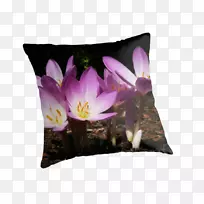 投掷枕头垫紫罗兰开花植物.遮阳证书
