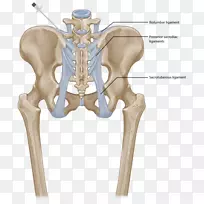 髋关节骶髂关节功能障碍骶髂后韧带髂腰韧带