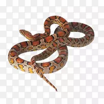 美洲大毒蛇，玉米蛇，爬行动物，红蛇