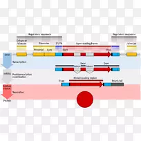 基因结构信使RNA基因表达编码区转录-生物医学