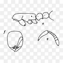 线画卡通素描工蚁