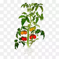 传家宝番茄植物插图植物画樱桃番茄-番茄绿叶