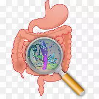 胃肠道菌群大肠微生物小肠钱袋