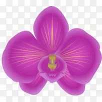 卡特莱兰花剪贴画紫罗兰花