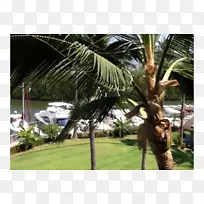 亚洲棕榈椰子属性硼砂-俯瞰