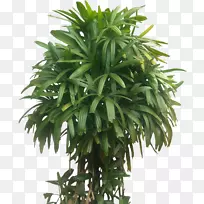 槟榔科室内植物幸运竹-竹树(Rhapis Exelsa Anrecaceae)